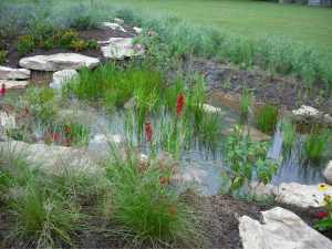 Rain garden in St. Stephen's Lake Park in Columbia, MO (Photo courtesy of Steve Johnson, Executive Director of the Missouri River Communities Network)
