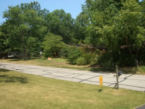 Hiding in the bushes